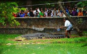 Inside Goa: Crocodile Spotting - Boat Trip - Before you visit Goa, visit Tripadvisor for the latest info and advice, visit Mopa Taxi for the latest info and advice, written for travellers by travellers.