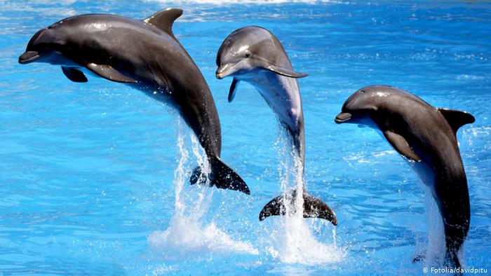 The Dolphin trip in Goa is a memorable way to spend a vacation with friends & families. Dolphin trip in Goa is very popular for families to go out together & have fun. Calangut taxi goa, Candilim taxi goa, Candolim, Taxi in Baga, Baga taxi goa, Goa taxi, Taxi in goa, Rent car in candolim, Rent bike in candolim, Candolim taxi, Airport drop from candolim, Goa taxi Calangute, Goa taxi candolim, Goa taxi baga, Goa taxi mopa